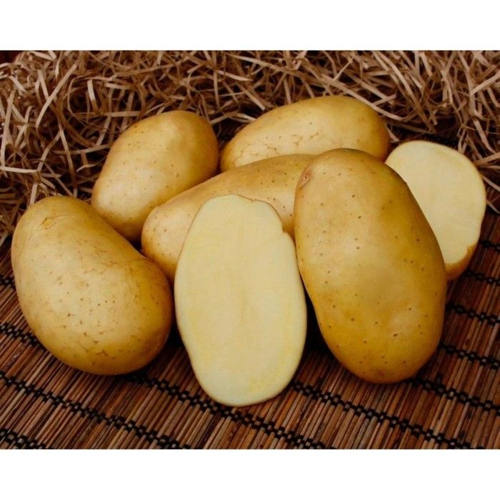 Картофель брянский деликатес описание сорта фото