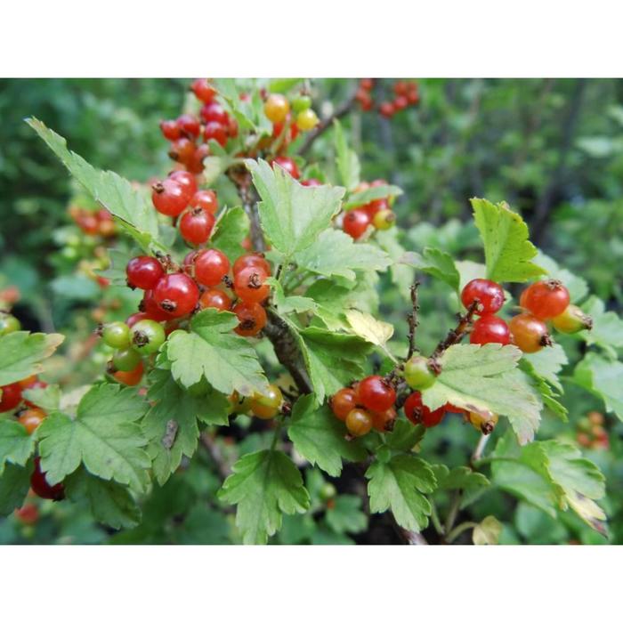 Смородина Альпийская ribes alpinum